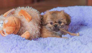 Şirin ve komik küçük Pekin köpeği evde neşeli. En iyi insan arkadaş. Güzel köpek yavrusu.  