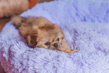 Şirin ve komik küçük Pekin köpeği evde neşeli. En iyi insan arkadaş. Güzel köpek yavrusu.  