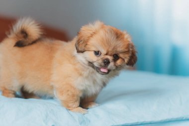 Şirin ve komik küçük Pekin köpeği evde neşeli. En iyi insan arkadaş. Güzel köpek yavrusu.  