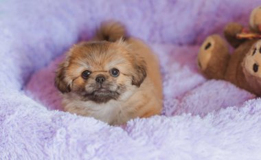 Şirin ve komik küçük Pekin köpeği evde neşeli. En iyi insan arkadaş. Güzel köpek yavrusu.  