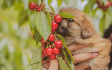 Şirin ve komik küçük Pekin köpeği evde neşeli. En iyi insan arkadaş. Güzel köpek yavrusu.  
