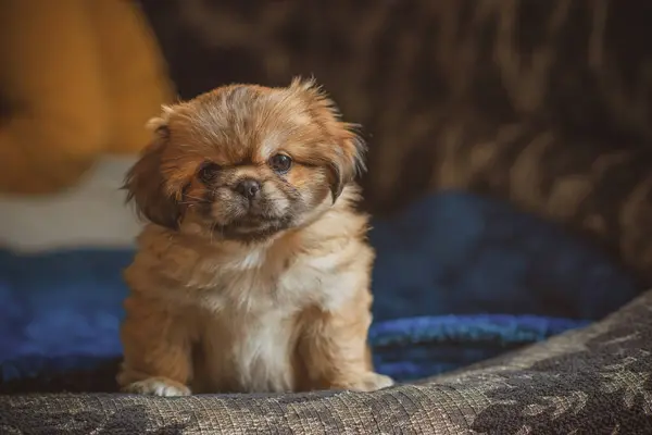 Милая Забавная Маленькая Пекинская Собачка Радующаяся Дома Лучший Друг Человека — стоковое фото