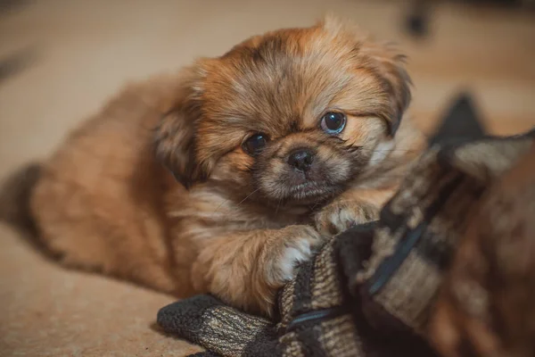 Şirin Komik Küçük Pekin Köpeği Evde Neşeli Iyi Insan Arkadaş — Stok fotoğraf