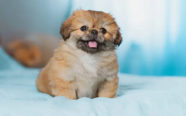Söt Och Rolig Liten Pekingese Hund Glad Hemma Bästa Mänskliga — Stockfoto