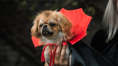 Siyah-kırmızı pelerinli küçük güzel bir köpek. Cadılar Bayramı partisi fikirleri. Evcil hayvan yaşam tarzı