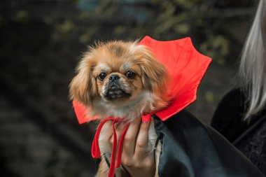 Siyah-kırmızı pelerinli küçük güzel bir köpek. Cadılar Bayramı partisi fikirleri. Evcil hayvan yaşam tarzı