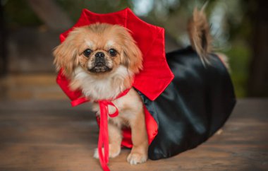 Siyah-kırmızı pelerinli küçük güzel bir köpek. Cadılar Bayramı partisi fikirleri. Evcil hayvan yaşam tarzı