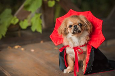 Siyah-kırmızı pelerinli küçük güzel bir köpek. Cadılar Bayramı partisi fikirleri. Evcil hayvan yaşam tarzı