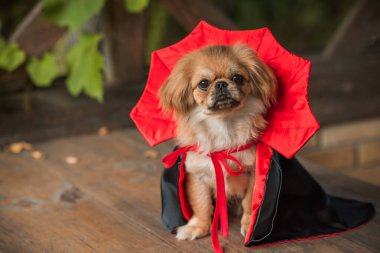 Maskeli balo vampirleri Cadılar Bayramı kostümü giymiş şirin bir köpek. Parti anlayışı, evcil hayvan için kıyafet