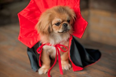 Maskeli balo vampirleri Cadılar Bayramı kostümü giymiş şirin bir köpek. Parti anlayışı, evcil hayvan için kıyafet