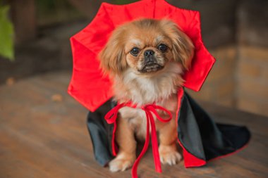 Maskeli balo vampirleri Cadılar Bayramı kostümü giymiş şirin bir köpek. Parti anlayışı, evcil hayvan için kıyafet