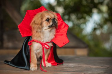 Maskeli balo vampirleri Cadılar Bayramı kostümü giymiş şirin bir köpek. Parti anlayışı, evcil hayvan için kıyafet