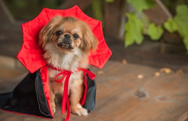 Maskeli balo vampirleri Cadılar Bayramı kostümü giymiş şirin bir köpek. Parti anlayışı, evcil hayvan için kıyafet