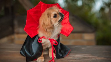 Maskeli balo vampirleri Cadılar Bayramı kostümü giymiş şirin bir köpek. Parti anlayışı, evcil hayvan için kıyafet
