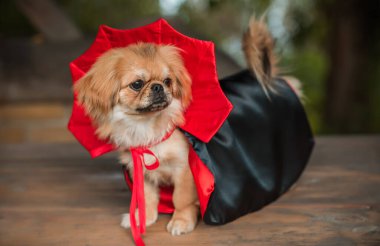 Maskeli balo vampirleri Cadılar Bayramı kostümü giymiş şirin bir köpek. Parti anlayışı, evcil hayvan için kıyafet