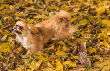 Sonbahar parkında yapraklarla ve neşeyle oynayan sevimli ve altın renkli Pekin köpeği. En iyi insan arkadaş. Bahçede güneş ışığı altında güzel bir köpek yavrusu