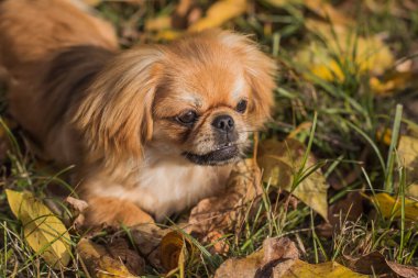 Sonbahar parkında yapraklarla ve neşeyle oynayan sevimli ve altın renkli Pekin köpeği. En iyi insan arkadaş. Bahçede güneş ışığı altında güzel bir köpek yavrusu