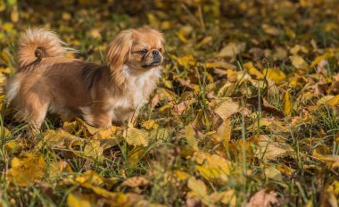 Sonbahar parkında yapraklarla ve neşeyle oynayan sevimli ve altın renkli Pekin köpeği. En iyi insan arkadaş. Bahçede güneş ışığı altında güzel bir köpek yavrusu