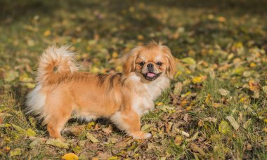 Sonbahar parkında yapraklarla ve neşeyle oynayan sevimli ve altın renkli Pekin köpeği. En iyi insan arkadaş. Bahçede güneş ışığı altında güzel bir köpek yavrusu