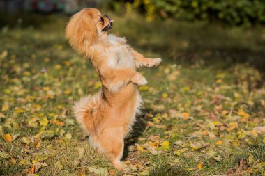 Sonbahar parkında yapraklarla ve neşeyle oynayan sevimli ve altın renkli Pekin köpeği. En iyi insan arkadaş. Bahçede güneş ışığı altında güzel bir köpek yavrusu