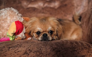 Altın köpek Pekin cinsi tek başına sahibini evde bekliyor. Gelmiş geçmiş en iyi arkadaş. Evcil hayvanların hayatı