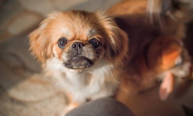 Altın köpek Pekin cinsi tek başına sahibini evde bekliyor. Gelmiş geçmiş en iyi arkadaş. Evcil hayvanların hayatı