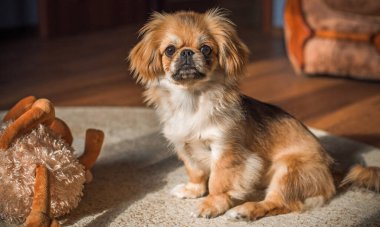 Altın köpek Pekin cinsi tek başına sahibini evde bekliyor. Gelmiş geçmiş en iyi arkadaş. Evcil hayvanların hayatı