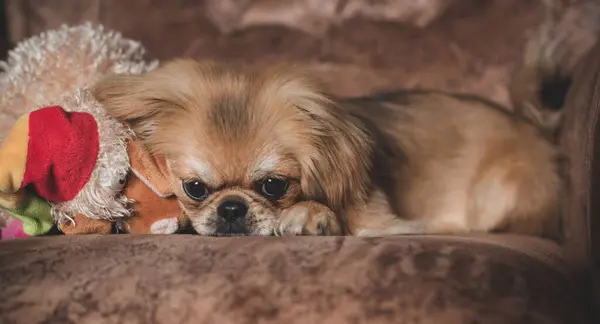 Alone golden puppy dog Pekingese breed waiting his owner at home. Best friend ever. Life of pets