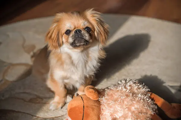 Alone golden puppy dog Pekingese breed waiting his owner at home. Best friend ever. Life of pets