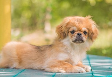 Tibet spanyel cinsi. Altın renkli genç bir köpek. Evcil hayvan yaşam tarzı 