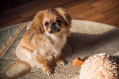 Tibet spanyel cinsi. Altın renkli genç bir köpek. Evcil hayvan yaşam tarzı 