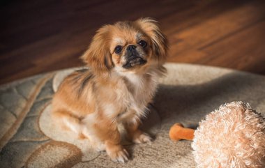 Tibet spanyel cinsi. Altın renkli genç bir köpek. Evcil hayvan yaşam tarzı 