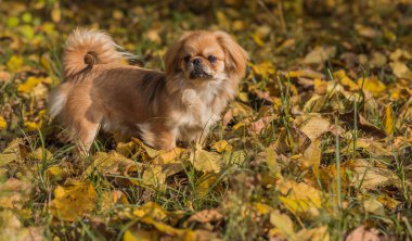 Tibet spanyel cinsi. Altın renkli genç bir köpek. Evcil hayvan yaşam tarzı 