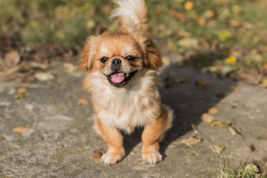 Tibet spanyel cinsi. Altın renkli genç bir köpek. Evcil hayvan yaşam tarzı 