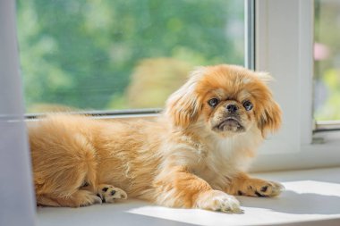 Tibet spanyel cinsi. Altın renkli genç bir köpek. Evcil hayvan yaşam tarzı 