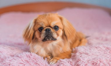 Şirin ve komik küçük Pekin köpeği evde neşeli. En iyi insan arkadaş. Güzel köpek yavrusu.