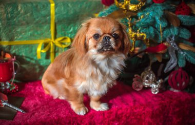 Noel zamanı ya da Yeni Yıl 'da küçük şirin altın ışıklı Pekin köpeği. Hayvan yaşam tarzı kavramı