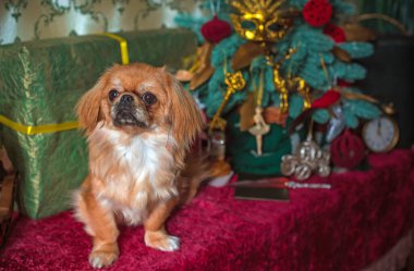 Noel zamanı ya da Yeni Yıl 'da küçük şirin altın ışıklı Pekin köpeği. Hayvan yaşam tarzı kavramı