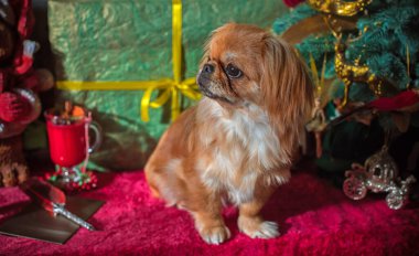 Noel zamanı ya da Yeni Yıl 'da küçük şirin altın ışıklı Pekin köpeği. Hayvan yaşam tarzı kavramı