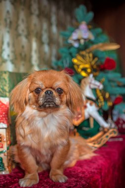 Noel zamanı ya da Yeni Yıl 'da küçük şirin altın ışıklı Pekin köpeği. Hayvan yaşam tarzı kavramı