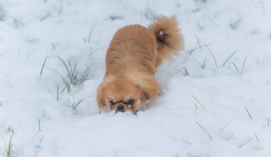 Genç Pekin köpeği parkta oynuyor. Kış zamanı. Doggo 'nun keyfi yerinde.