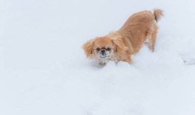 Genç Pekin köpeği parkta oynuyor. Kış zamanı. Doggo 'nun keyfi yerinde.