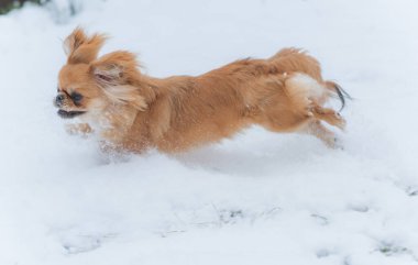 Genç Pekin köpeği parkta oynuyor. Kış zamanı. Doggo 'nun keyfi yerinde.