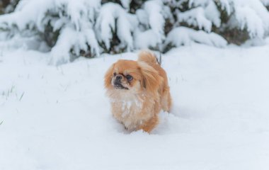 Genç Pekin köpeği parkta oynuyor. Kış zamanı. Doggo 'nun keyfi yerinde.