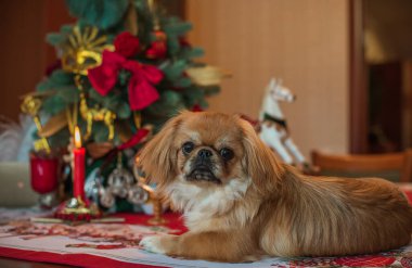 Noel zamanı ya da Yeni Yıl 'da küçük şirin altın ışıklı Pekin köpeği. Hayvan yaşam tarzı kavramı