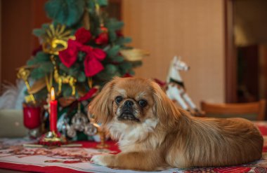 Noel zamanı ya da Yeni Yıl 'da küçük şirin altın ışıklı Pekin köpeği. Hayvan yaşam tarzı kavramı