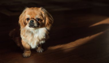 Sevimli ve komik genç Pekin köpeği neşeli. En iyi insan arkadaş. Gün ışığında sevimli köpek yavrusu