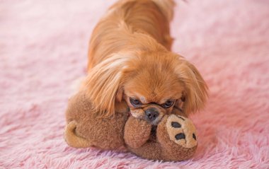 Pembe kanepede şirin bir Pekin kedisi. Genç altın ışık Doggo evde, yakın portre 