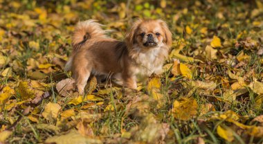 Sevimli küçük evcil hayvan, evlat edinme konsepti. Genç altın ışık Doggo, yakın plan portre 