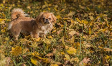 Sevimli küçük evcil hayvan, evlat edinme konsepti. Genç altın ışık Doggo, yakın plan portre 